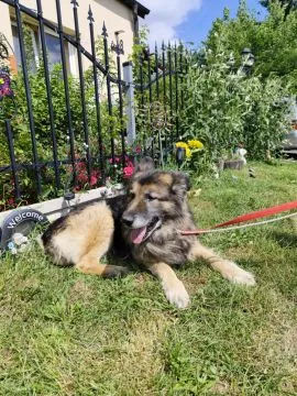 Aron - cudowny, spokojny owczarek szuka domu!  Aron to starszy pies w typie owczarka, który błakał s, , Warszawa