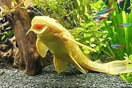 Samica zbrojniki 37 cm