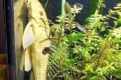 Samica zbrojniki 37 cm, Śląskie, Toszek