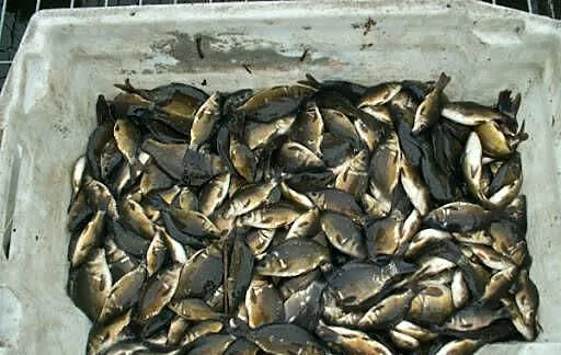 KARP narybek 10 dag sprzedam, Mazowieckie, Wymysłów