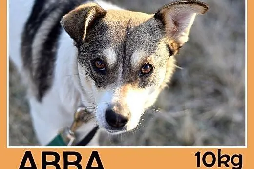 10kg,łagodna,tulaśna,grzeczna mała suczka ABBA.Adopcja,  dolnośląskie Wrocław