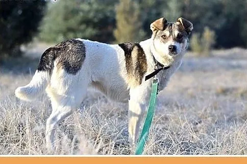 10kg,łagodna,tulaśna,grzeczna mała suczka ABBA.Ado