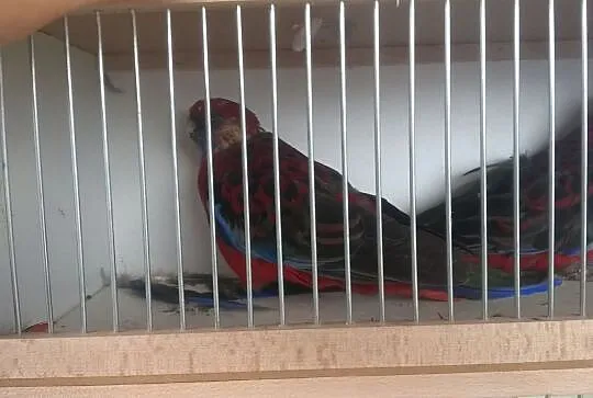 Rozella Królewska samce i samice 2016, 2017, 2019, , Godów