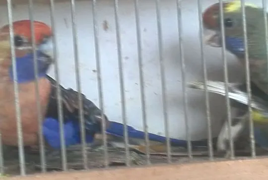 Rozella Królewska samce i samice 2016, 2017, 2019, , Godów