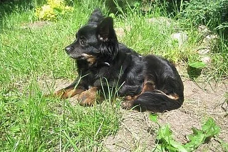 Kulka - maleńki psi okruszek,  mazowieckie Warszaw