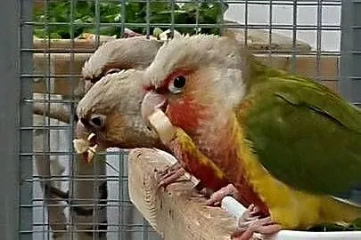 Rudosterki zielonolice Pineapple, Dolnośląskie, Złotoryja