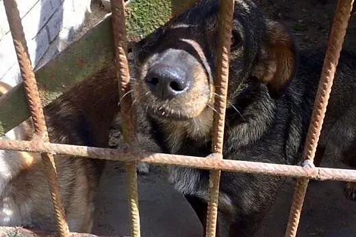 Ocal Hanię roczną sunię przed wywózką do schroniska daj jej domek,  Kundelki cała Polska
