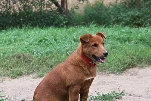 Roczny Borys, przepiękny, niewielki psiak do pokoc