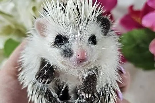 Jeż pigmejski