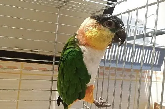 Papuga, barwinka czarnogłowa samica 2019, Giżycko