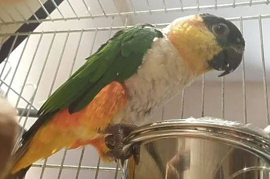Papuga, barwinka czarnogłowa samica 2019, Giżycko