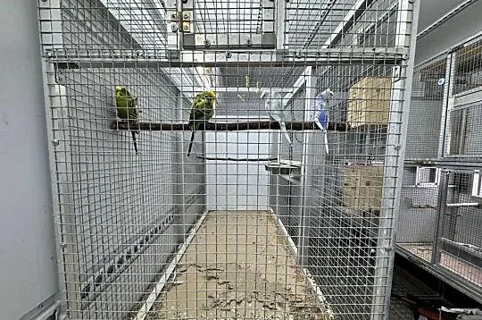 Faliste helikoptery + Woliery, Śląskie, Cieszyn