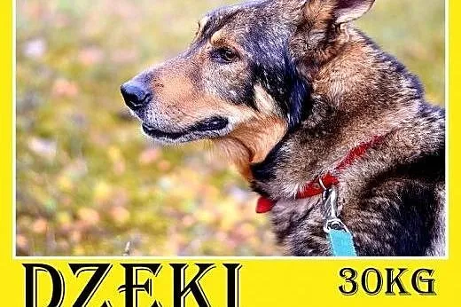 Starszy pies DŻEKI prosi o ciepły kąt przed zimą. Ktoś pokocha?,  małopolskie Kraków