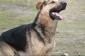 OSKAR - 2 letni wesołek w typie owczarka szuka dom