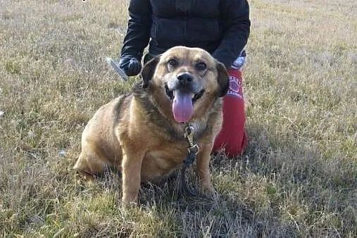 Kora błaga o dom! 9 lat spędziła w ciasnej schroni