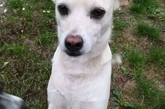 Fibi-5lat, 13kg,bielutka śmieszka, delikatna, spokojna, , Wrocław