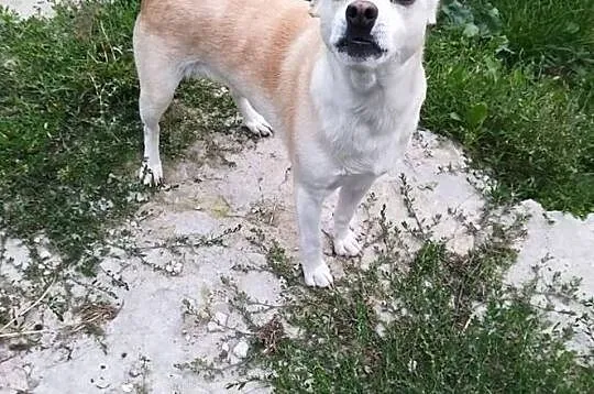 Fibi-5lat, 13kg,bielutka śmieszka, delikatna, spokojna, , Wrocław