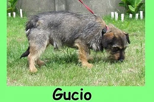 Gucio - szorstkowłosy jamnik mix do adopcji,  doln
