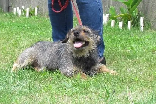 Gucio - szorstkowłosy jamnik mix do adopcji,  doln