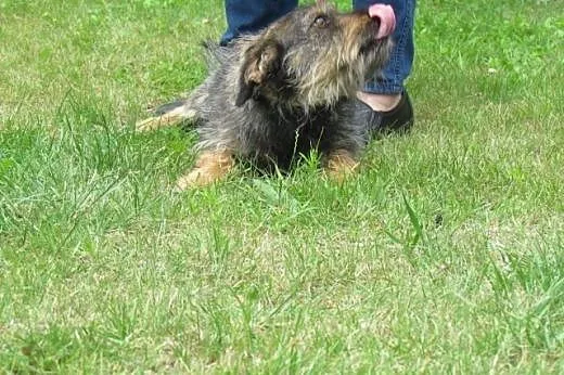 Gucio - szorstkowłosy jamnik mix do adopcji,  doln