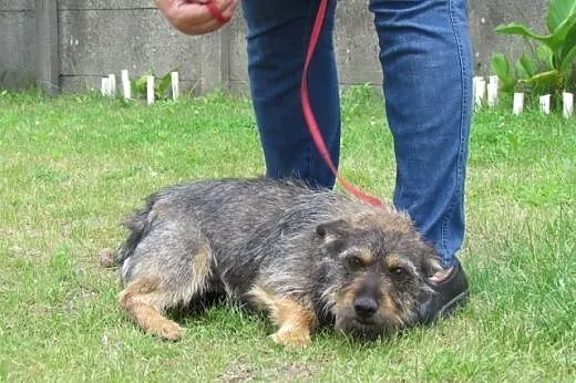 Gucio - szorstkowłosy jamnik mix do adopcji,  doln