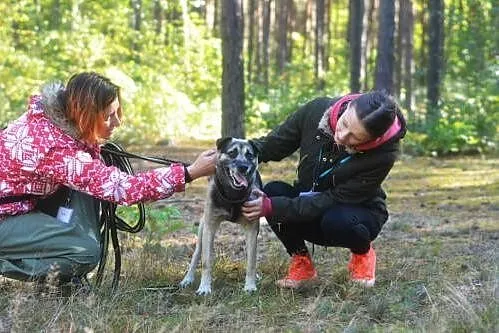 Budrys, radosny, towarzyski psiak do pokochania!