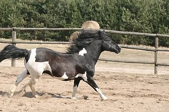STANÓWKA HUCUŁ OGIER OLAF