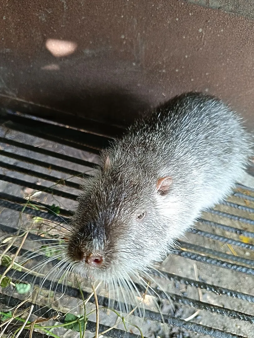 Nutrie z Prywatnej Hodowli - Nutrie szafiry, Śląskie, Wodzisław Śląski