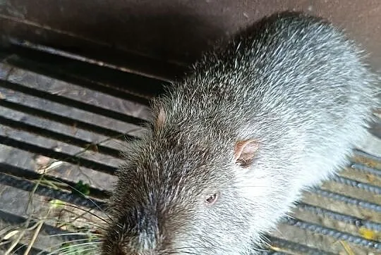 Nutrie z Prywatnej Hodowli - Nutrie szafiry, Śląskie, Wodzisław Śląski