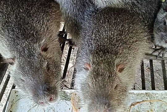 Nutrie z Prywatnej Hodowli - Nutrie szafiry, Śląskie, Wodzisław Śląski
