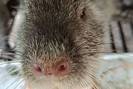Nutrie z Prywatnej Hodowli - Nutrie szafiry, Śląskie, Wodzisław Śląski