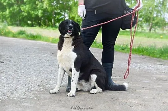 Pigwa, pokarana przez los, cudowna sunia szuka koc