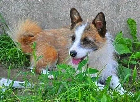 PIXI i DIXI - młodziutkie, śliczne6 kg mikro sunie