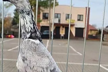 Gołąb Wiedeński lotny szymelka
