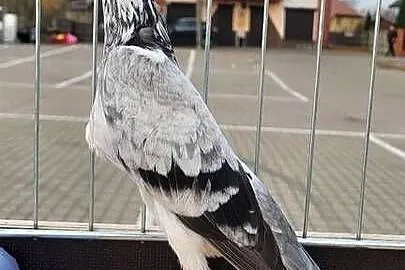 Gołąb Wiedeński lotny szymelka, Łódzkie, Skierniewice