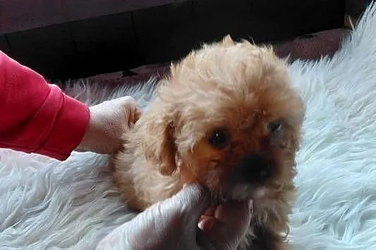 Cavapoo - maleńka suczka