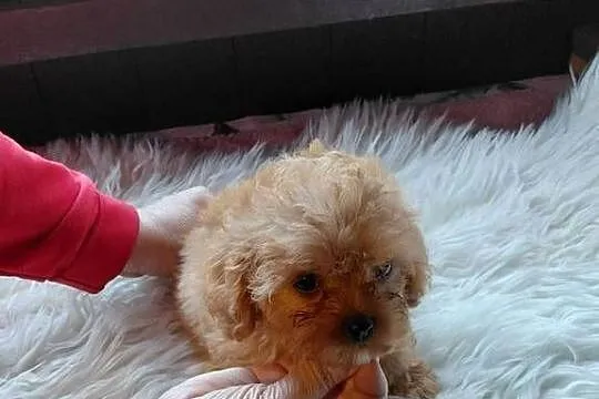Cavapoo - maleńka suczka, Mazowieckie, Wyszków
