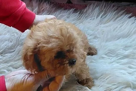 Cavapoo - maleńka suczka, Mazowieckie, Wyszków