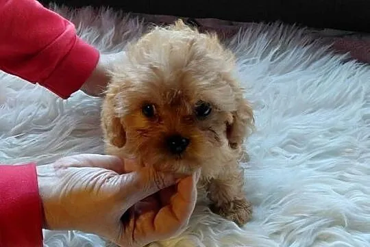 Cavapoo - maleńka suczka, Mazowieckie, Wyszków