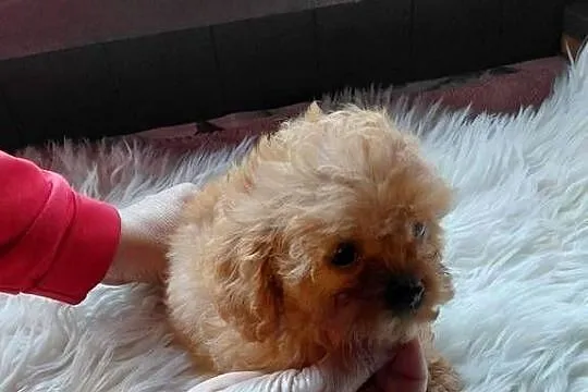 Cavapoo - maleńka suczka, Mazowieckie, Wyszków
