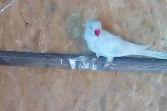 Papuga Aleksandretta obrożna, Łęgowo