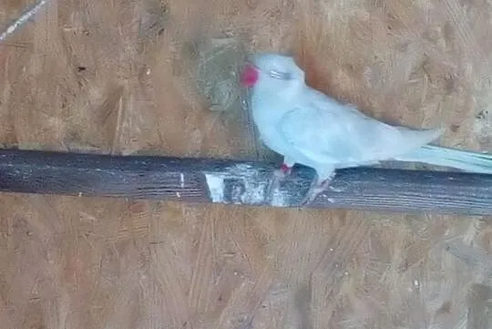 Papuga Aleksandretta obrożna, Łęgowo