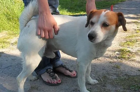 Mały SOBIK pilnie potrzebuje dobrego domu