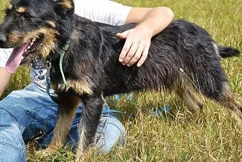 Scooby to towarzyski i radosny psiak - idealny psi
