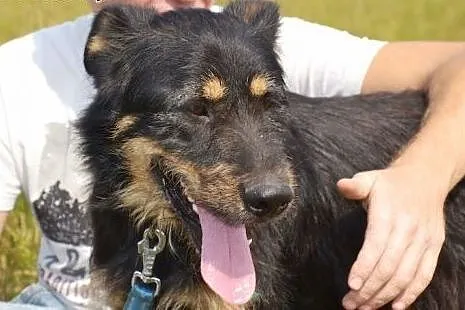 Scooby to towarzyski i radosny psiak - idealny psi