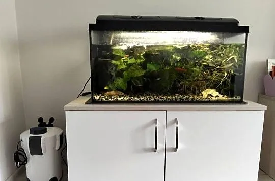 Akwarium 112l z życiem