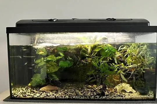 Akwarium 112l z życiem, Wielkopolskie, Konin