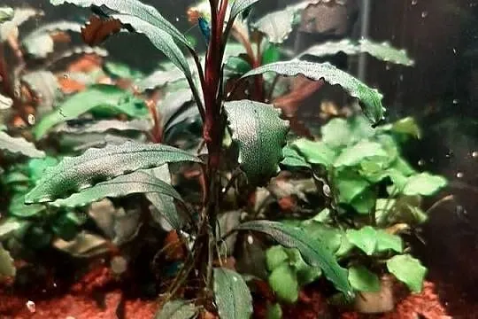 Bucephalandra sp.Ulysses
