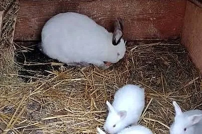 Samica Kalifornia+6 młodych, Świętokrzyskie, Czarzyzna