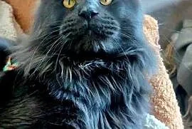 Reproduktor Maine Coon Reproduktor rasy Maine Coon Willy z Super Pochodzeni
